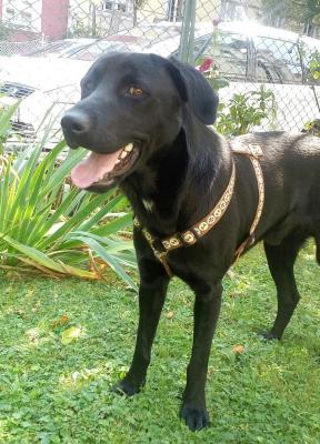 Blacky4_28829.JPG