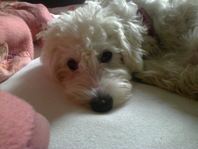 Boby_281029.jpg