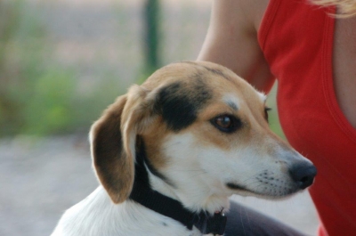 Concia2_28929.jpg