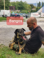 Bangos_28329.png