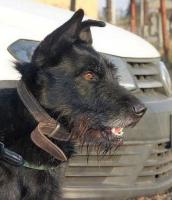 Blacky7_28229.jpg