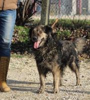 Bobik9_28329.jpg