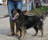Bobik9_28529.jpg