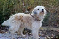 Chiwi_28529.jpg
