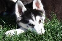 Hjorr_281029~0.JPG