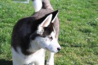 Hjorr_28429~0.JPG