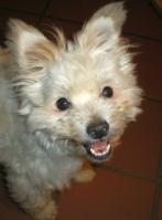 Mambo_28129.JPG