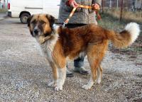 Pongo_28229.jpg