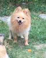 Puppi_281229.jpg