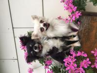 Tequila_28429.JPG