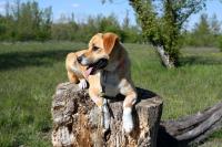 Tessie_28529.jpg