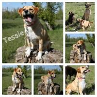 Tessie_28729.jpg