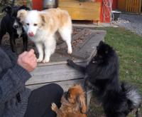 31012016_Hunde.jpg