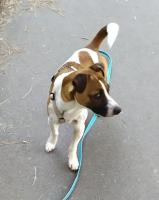 Pipper_28829.jpg
