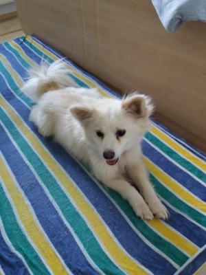 Sammy_283129.jpg