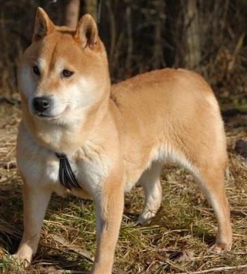 Shiba_28129.jpg