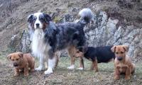 Welpen_11022017_28929.JPG