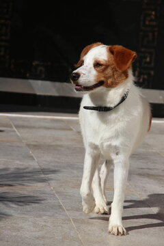 50107016as.jpg