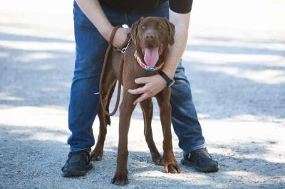 Dobermannmix_281129.jpg