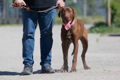 Dobermannmix_28129.jpg