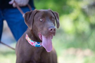 Dobermannmix_28929.jpg