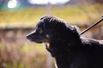 Hund_4-02.jpg