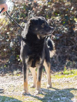 Hund_4-04.jpg