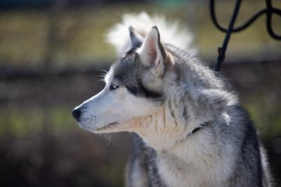 Husky-12.jpg
