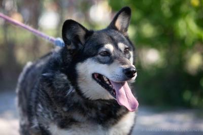 Husky_Mix_281029.jpg