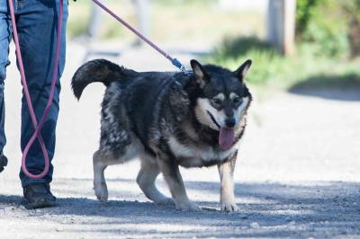 Husky_Mix_281129.jpg