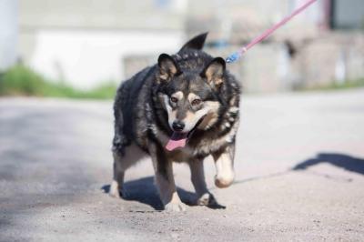 Husky_Mix_28229.jpg