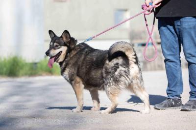 Husky_Mix_28329.jpg