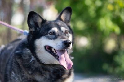 Husky_Mix_28729.jpg