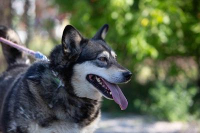 Husky_Mix_28929.jpg