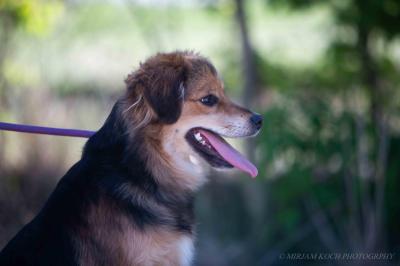 Wuschelmix_28529.jpg