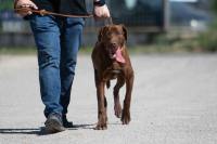 Dobermannmix_28429.jpg