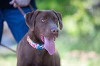 Dobermannmix_28929.jpg