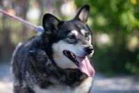 Husky_Mix_281029.jpg