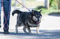 Husky_Mix_281129.jpg