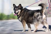 Husky_Mix_28129.jpg