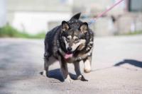 Husky_Mix_28229.jpg