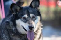Husky_Mix_28429.jpg