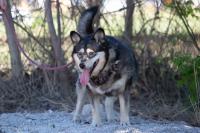 Husky_Mix_28529.jpg