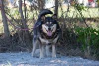 Husky_Mix_28629.jpg