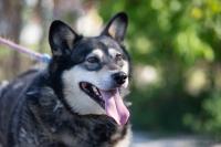 Husky_Mix_28729.jpg