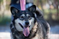Husky_Mix_28829.jpg