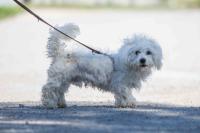 Malteser_Mix_281529.jpg