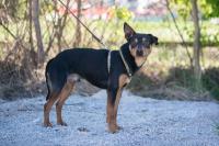 Pinschermix_281329.jpg