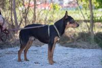Pinschermix_281429.jpg
