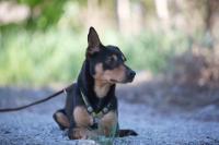 Pinschermix_28829.jpg
